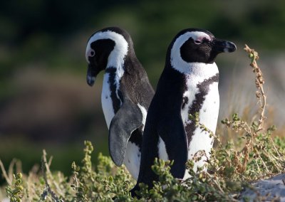 African Penguin (Spheniscus demersus)