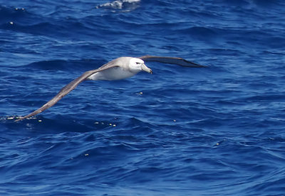Shy Albatross (Thalassarche cauta)