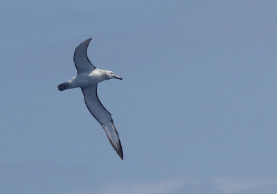 Shy Albatross (Thalassarche cauta)