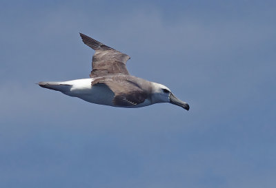 Shy Albatross (Thalassarche cauta)