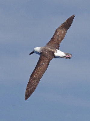 Indian Yellow-nosed Albatross (Thalassarche carteri) 