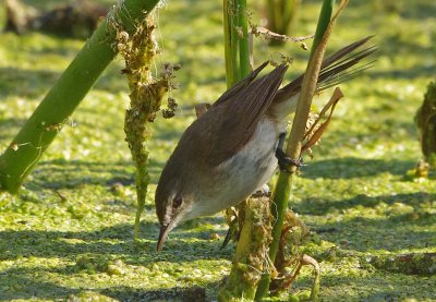 African Reed Warbler  Acrocephalus baeticatus,