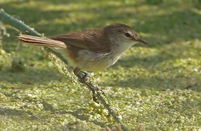 African Reed Warbler  Acrocephalus baeticatus,