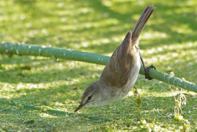 African Reed Warbler  Acrocephalus baeticatus,