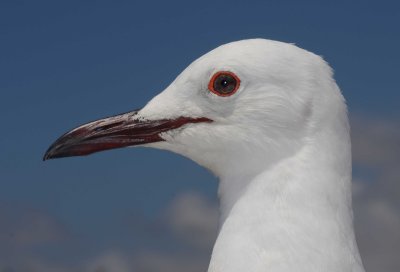 Hartlaub's Gull or King Gull, (Chroicocephalus hartlaubii)