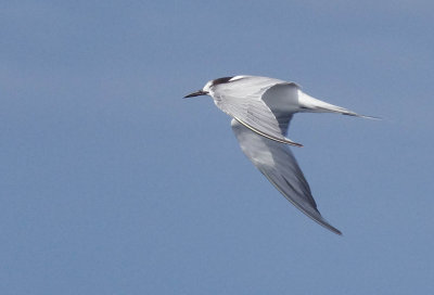 Sandwich Tern - Thalasseus sandvicensis