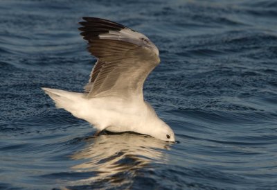 Grey-headed Gull (Chroicocephalus cirrocephalus)