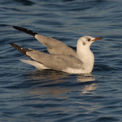 Grey-headed Gull (Chroicocephalus cirrocephalus)