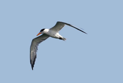 Caspian Tern (Hydroprogne caspia)