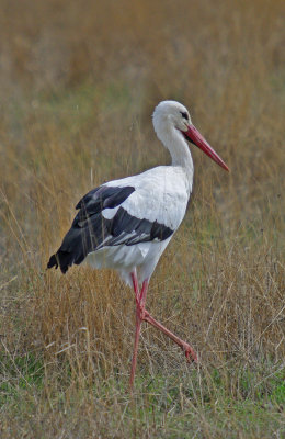 Stork walking.jpg