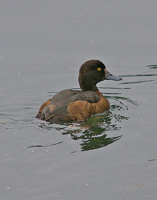 Tufted Duck -  Aythya fuligula
