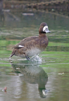 Scaup