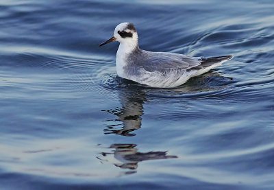 Grey Phalarope - Phalaropus fulicarius