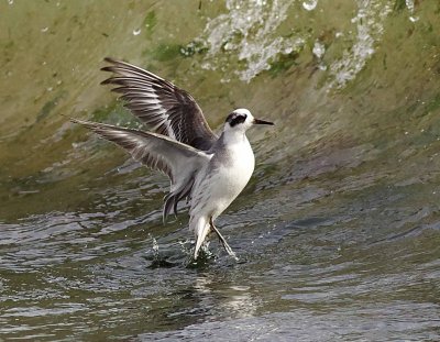 Grey Phalarope - Phalaropus fulicarius