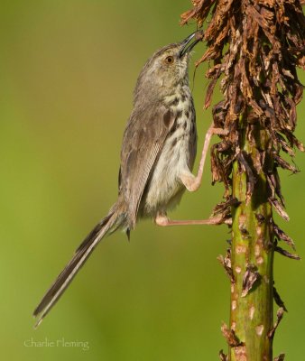 Karoo Prinia or Spotted Prinia (Prinia maculosa) 