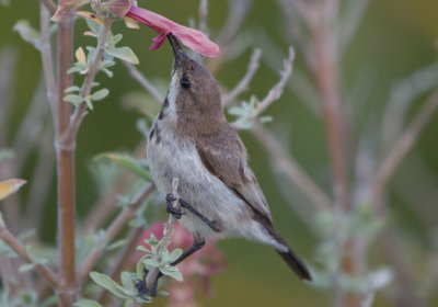 Dusky Sunbird (Cinnyris fuscus)