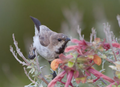Dusky Sunbird (Cinnyris fuscus)