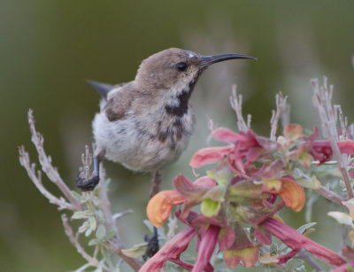 Dusky Sunbird (Cinnyris fuscus)