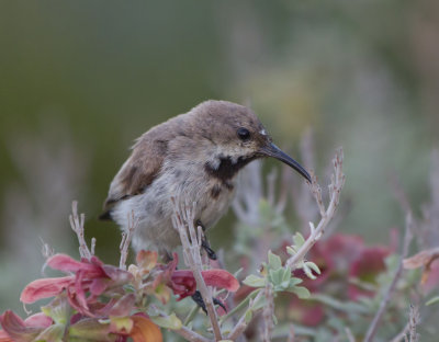 Dusky Sunbird (Cinnyris fuscus)