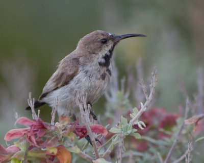 Dusky Sunbird (Cinnyris fuscus)
