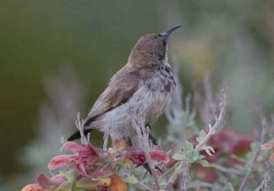 Dusky Sunbird (Cinnyris fuscus)