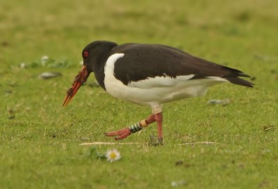 Oystercatcher