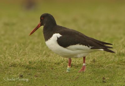 Oystercatcher