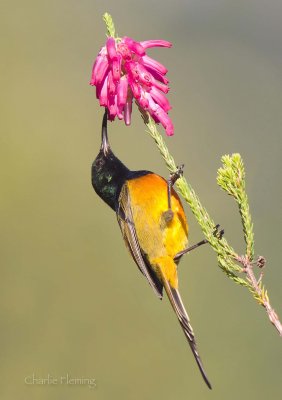 Orange-breasted Sunbird, Anthobaphes violacea