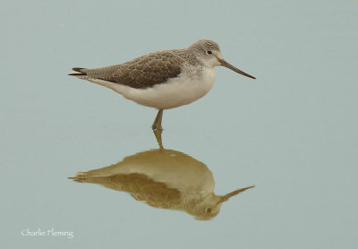  Greenshank - Tringa nebularia