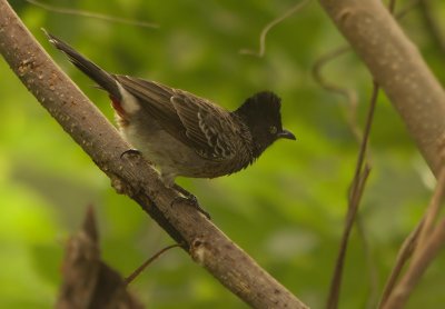 Red-vented Bulbul (Pycnonotus cafer)