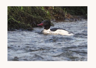 Goosander