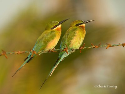 Blue tailed Bee - eater copy.jpg