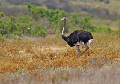 Ostrich (Struthio camelus) 
