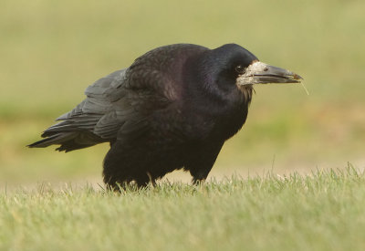 Rook - Corvus frugilegus 