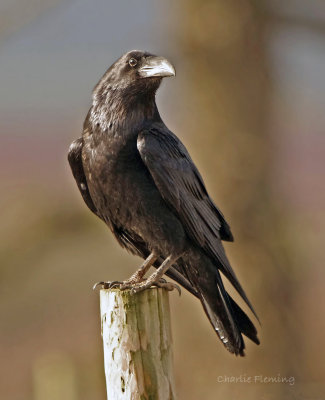 Raven