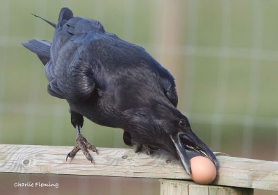 Raven