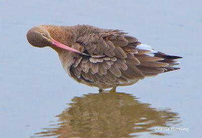 Black tailed Godwit