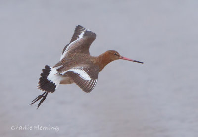 Black tailed Godwit