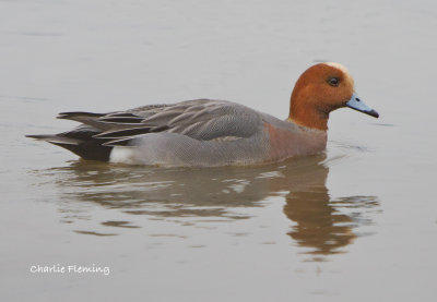 Widgeon - Anas penelope