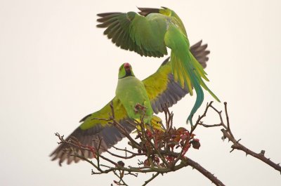 Ringnecked Parakeet