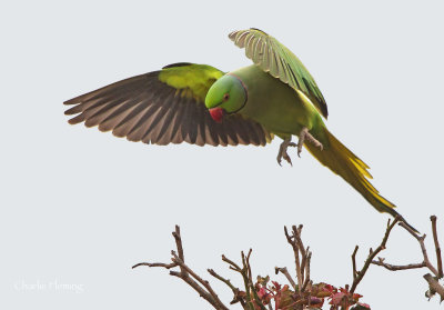 Ringnecked Parakeet