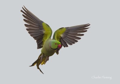 Ringnecked Parakeet