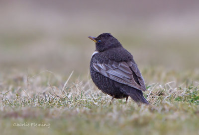 Ring Ouzel