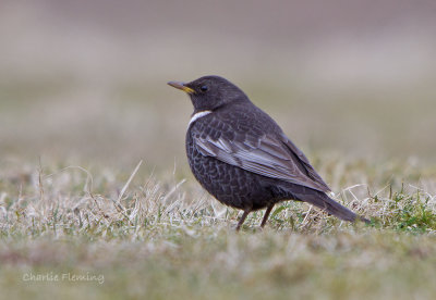 Ring Ouzel