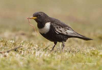 Ring Ouzel