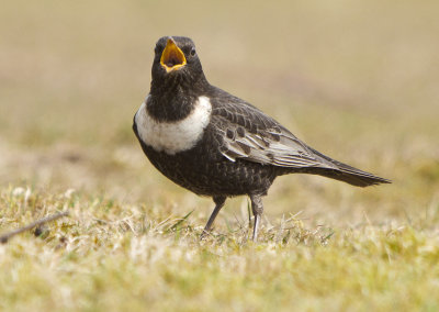 Ring Ouzel