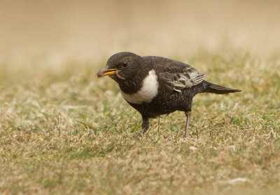 Ring Ouzel