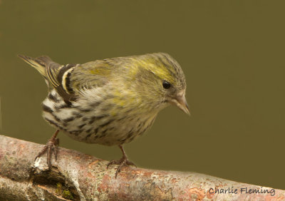 Eurasian Siskin (Carduelis spinus) 