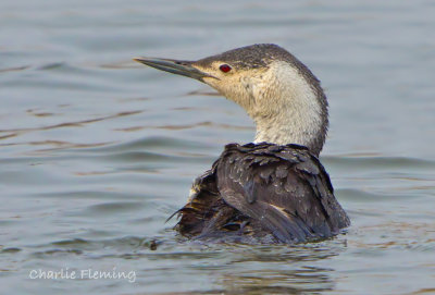 Red-throated Diver (Gavia stellata) 