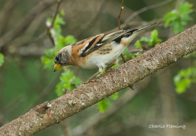 Brambling